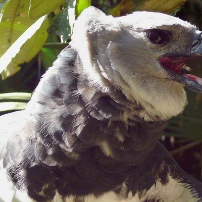 Harpy Eagle at the Belize Zoo