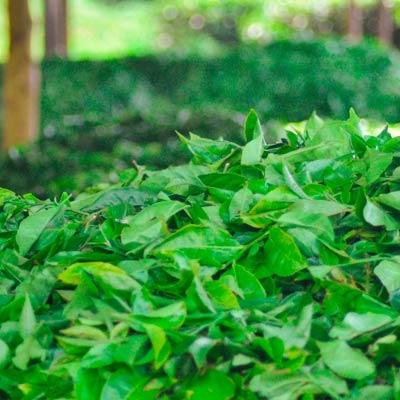 Harvested tea leaves