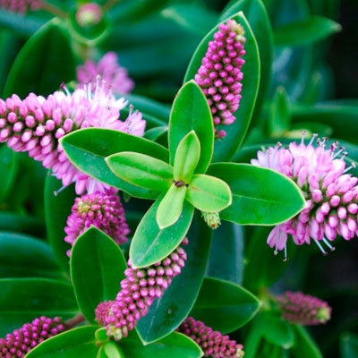 Hebe flowers, native to New Zealand
