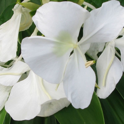 Hedychium coronarium, Cuba's national flower