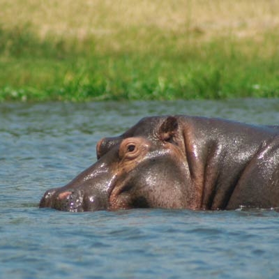 Hippopotamus
