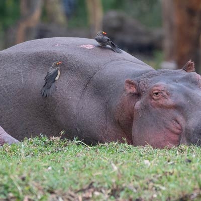 Hippopotamus