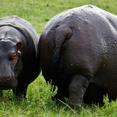 Hippos