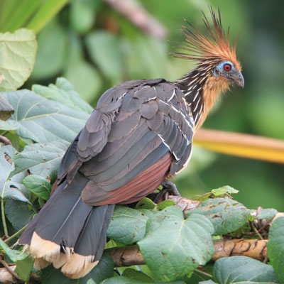 Hoatzin