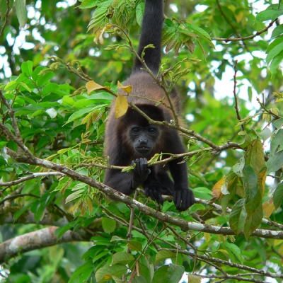 Howler monkey
