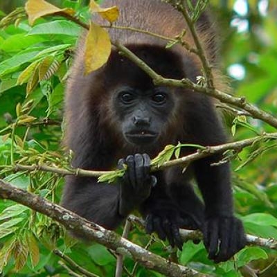 Howler Monkey