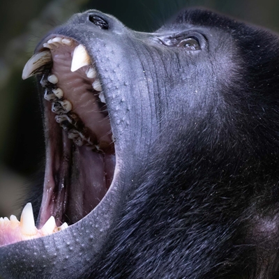 Howler Monkey 