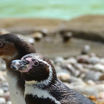 Humboldt Penguins 
