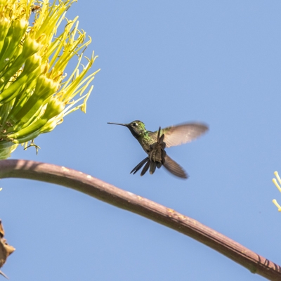 Hummingbird at El Charco del Ingenio