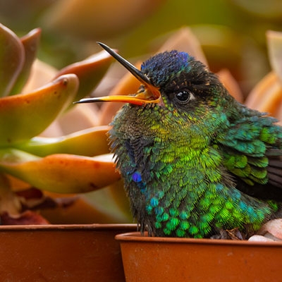 Hummingbird at Myriam's Quetzals