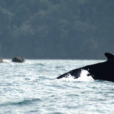 Humpback whale