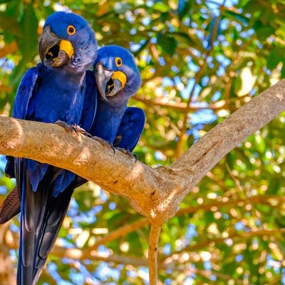 Hyacinth Macaw