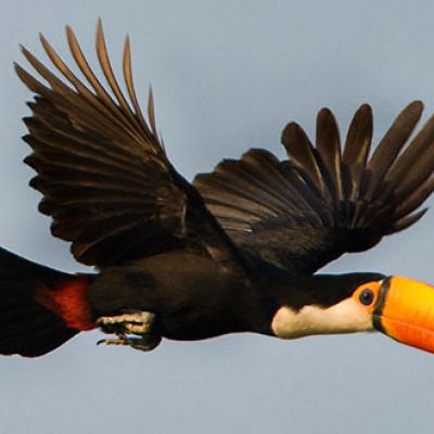Toco Toucan in flight