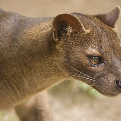 The fossa, Madagascar's largest carnivore