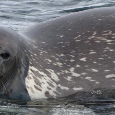 Weddell Seal