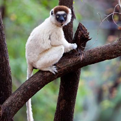 Verreaux's sifaka