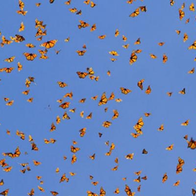 Migration of Monarch butterflies