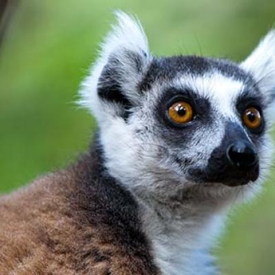 Lemur