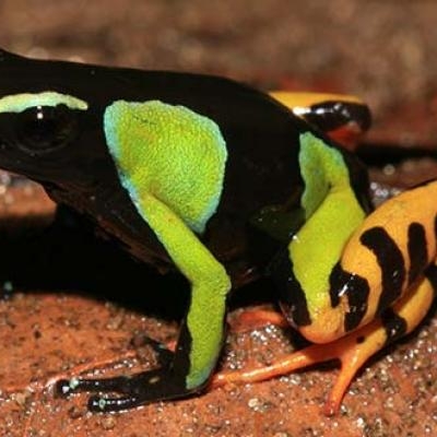 Painted Mantella Frog