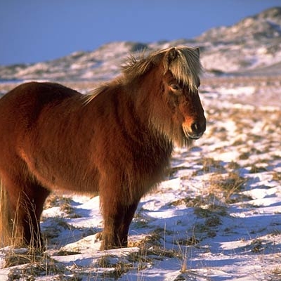 Icelandic Horse