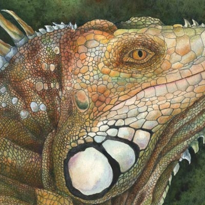 Iguana