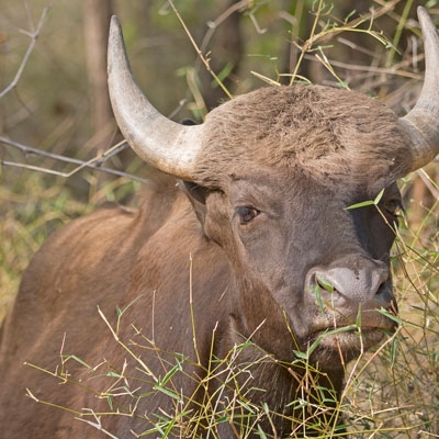 Indian bison