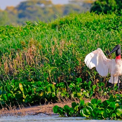 Jabiru storks