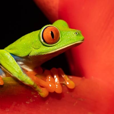Red-eyed tree frog