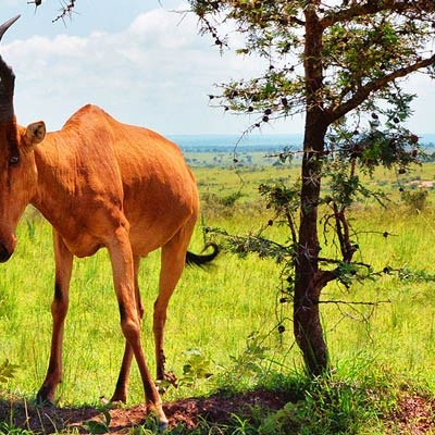 Jackson's Hartebeest