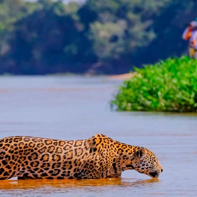 Observing a jaguar
