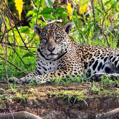 Jaguar