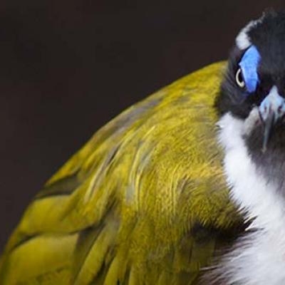 Blue-faced Honeyeater
