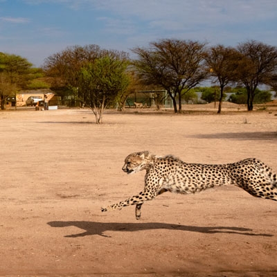 Cheetah