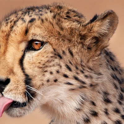 Cheetah