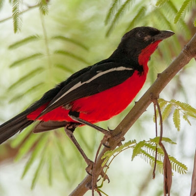 Crimson-breasted Shrike