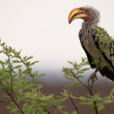 Monteiro's Hornbill