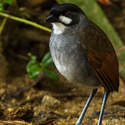 Jocotoco Antpitta