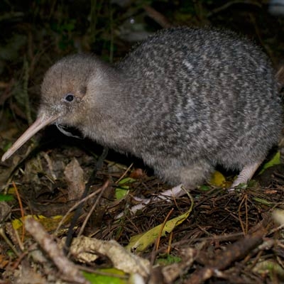 Juvenile Little-spotted Kiwi at Zealandia Ecosanctuary