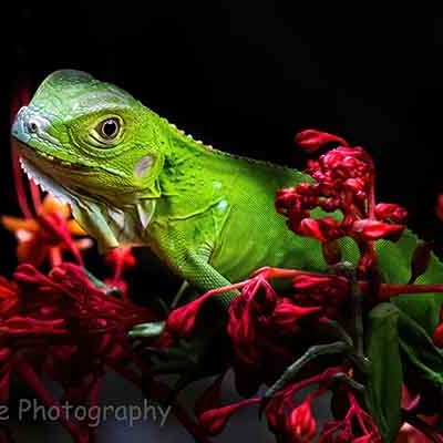 Green Iguana