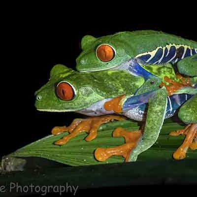 Red-eyed tree frogs