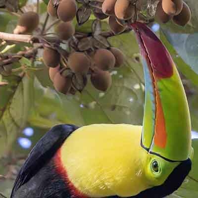 Keel-billed Toucan