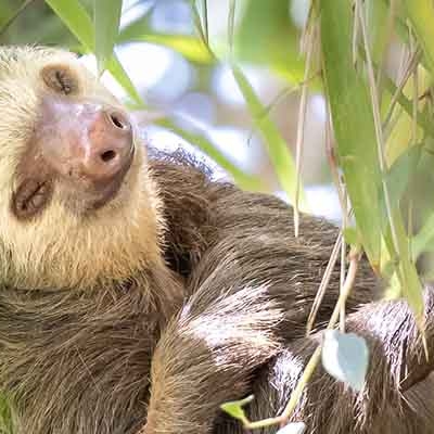 Two-toed sloth
