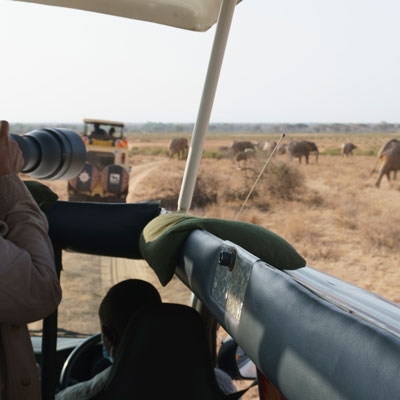 Photographing elephants