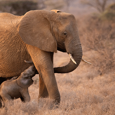 Elephant baby