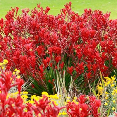 Kangaroo paw flowers