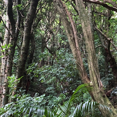 Kapiti Island trail