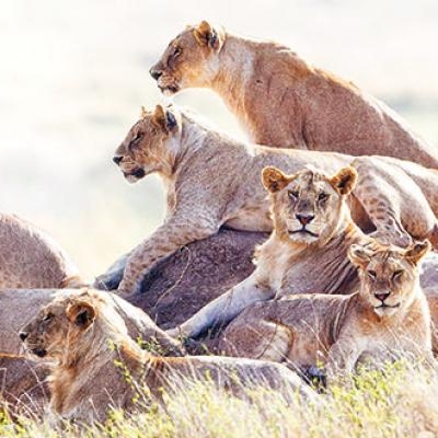 Pride of lions