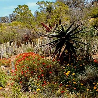 Karoo Desert National Botanical Garden