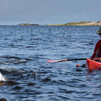 Kayaking with beluga whales