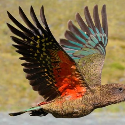 Kea, endemic to the South Island of New Zealand